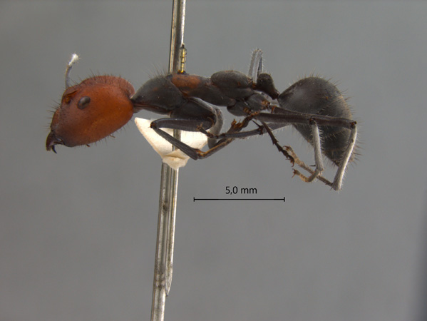 Camponotus singularis lateral