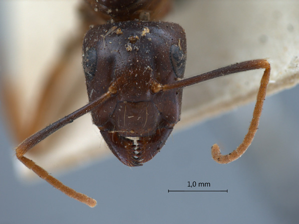 Camponotus tenuipes frontal