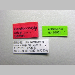 Cardiocondyla sp MISE (code of Seifert) label