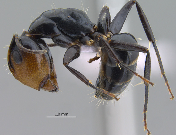Camponotus bedoti major lateral