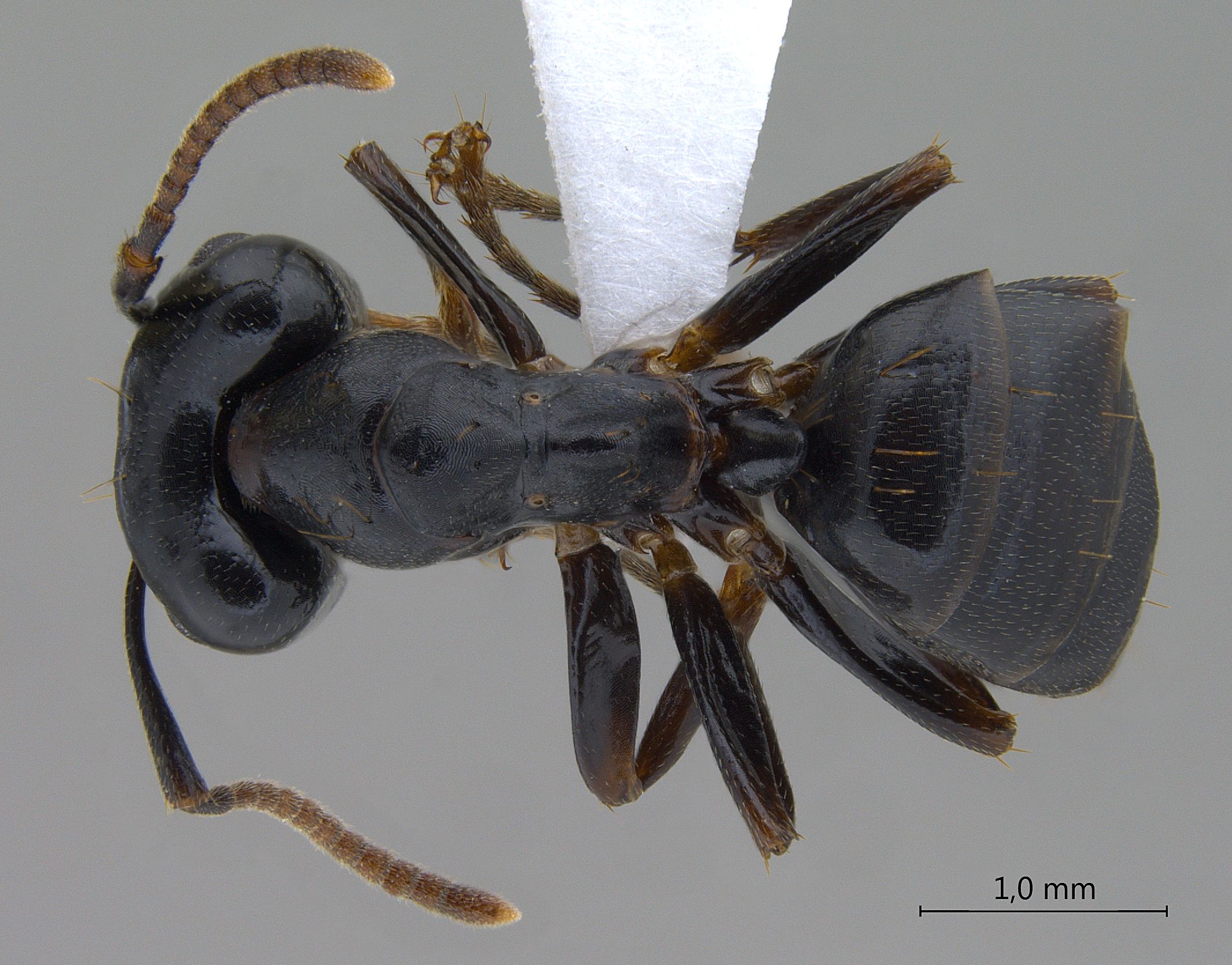 Camponotus korthalsiae dorsal