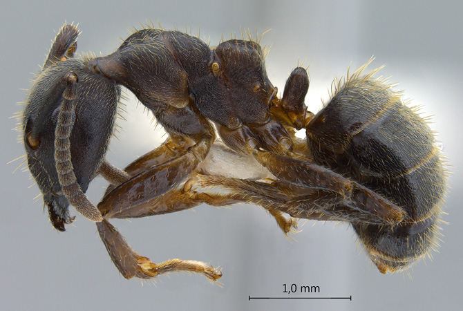 Camponotus megalonyx lateral