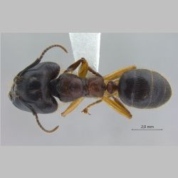 Camponotus megalonyx major Wheeler, 1919 dorsal