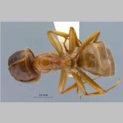 Camponotus moeschi major Forel, 1910 dorsal
