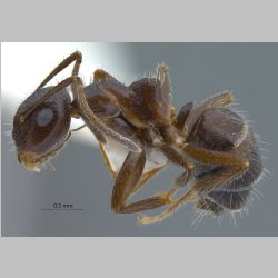 Camponotus praerufus Mayr, 1865 lateral