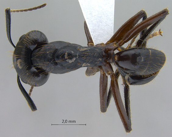 Camponotus rufifemur major dorsal