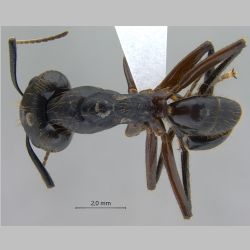 Camponotus rufifemur major Emery, 1900 dorsal