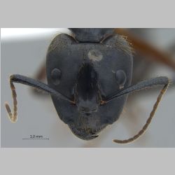 Camponotus rufifemur major Emery, 1900 frontal