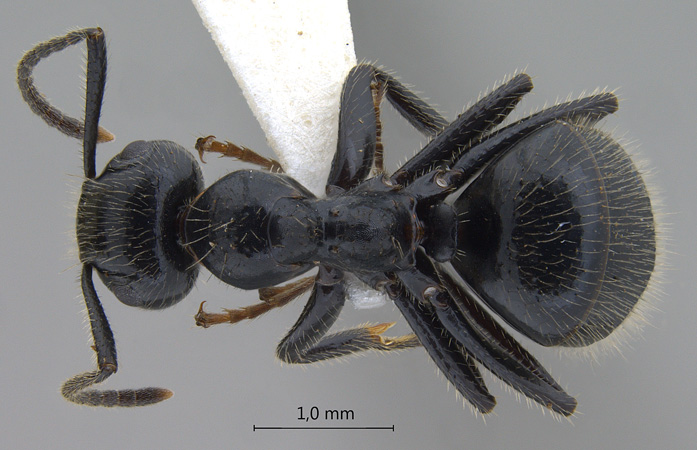 Camponotus vitreus dorsal