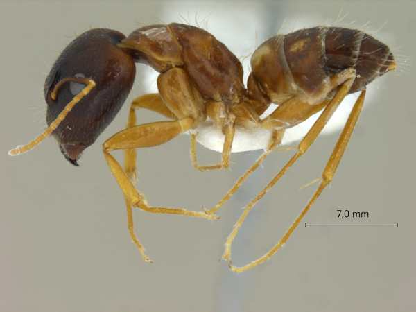 Camponotus albosparsus lateral
