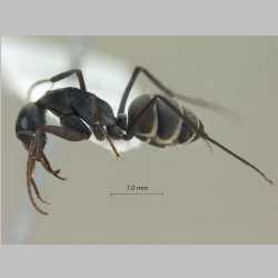 Camponotus rufoglaucus Jerdon,1851 lateral