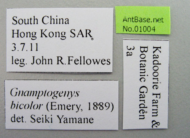 Gnamptogenys bicolor label