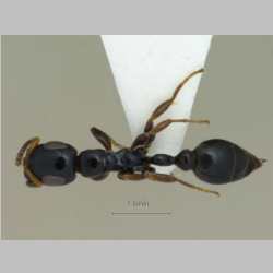 Tetraponera nitida Smith, F., 1860 dorsal