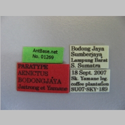 Aenictus bodongjaya Jaitrong et Yamane, 2013 label