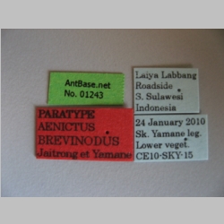 Aenictus brevinodus Jaitrong et Yamane, 2013 label