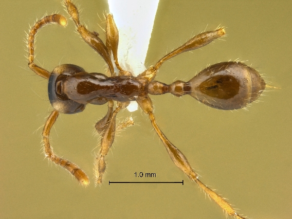 Aenictus fulvus dorsal