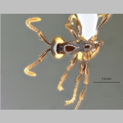 Aenictus glabrinotum Jaitrong et Yamane, 2013 dorsal