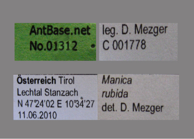 manica-rubida label