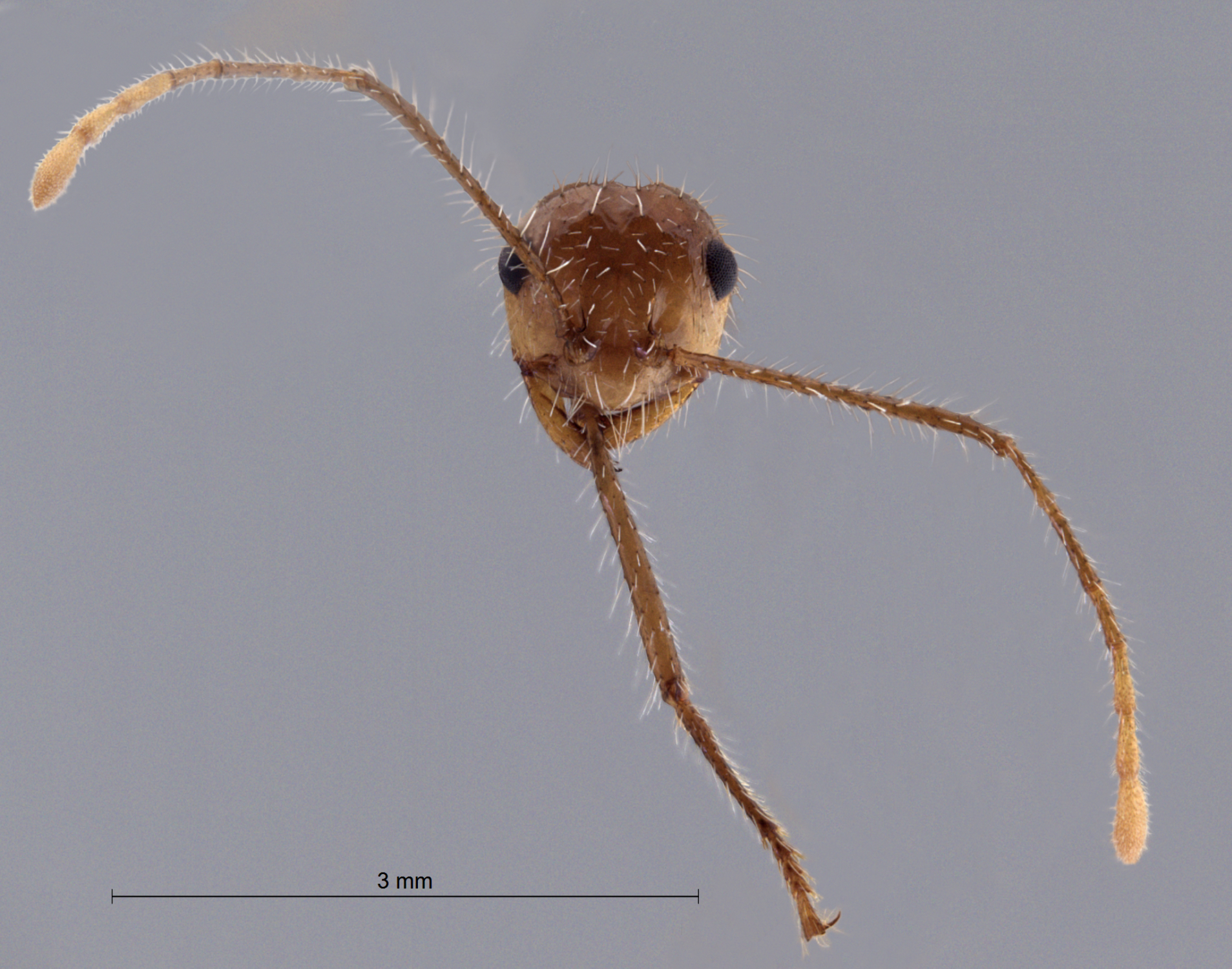 Myrmicaria arachnoides frontal