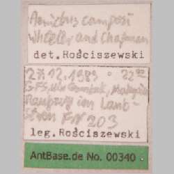 Aenictus camposi Wheeler & Chapman, 1925 label