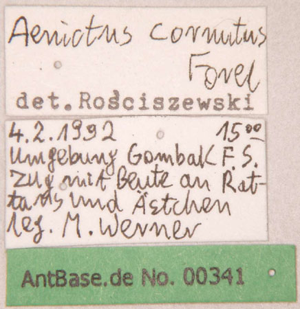 Aenictus cornutus label