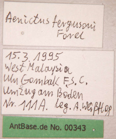 Aenictus fergusoni label