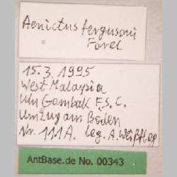 Aenictus fergusoni Forel, 1901 label