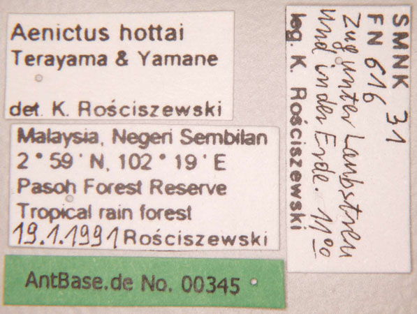 Aenictus hottai label