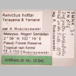 Aenictus hottai Terayama & Yamane, 1989 label