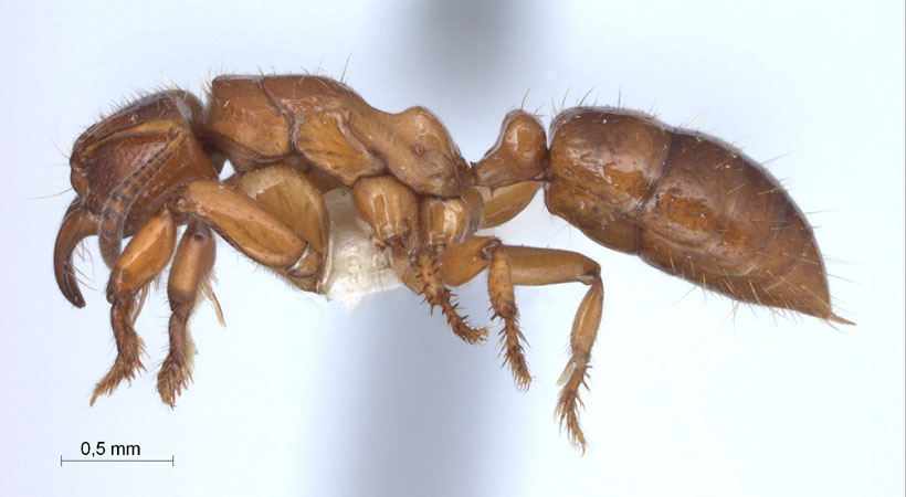 Centromyrmex feae lateral