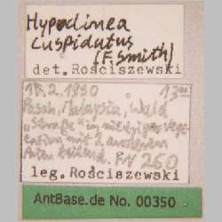 Dolichoderus cuspidatus Smith, 1857 label