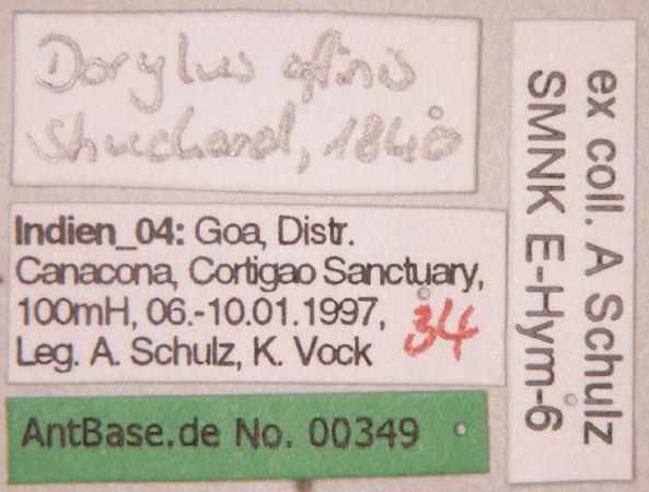 Dorylus affinis label