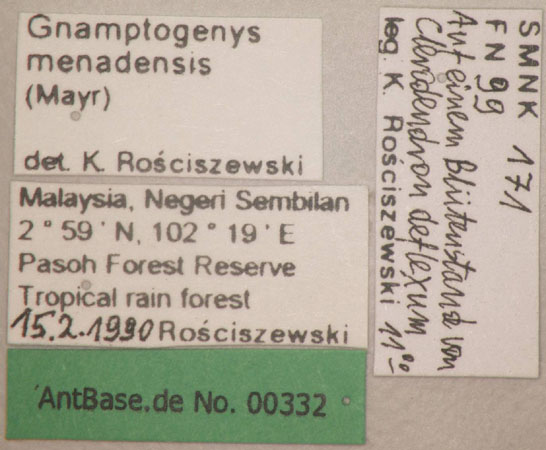 Gnamptogenys menadensis label
