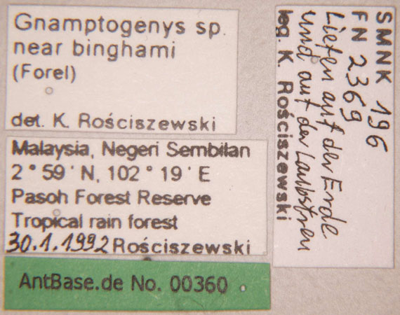 Gnamptogenys sp. near binghamii worker label