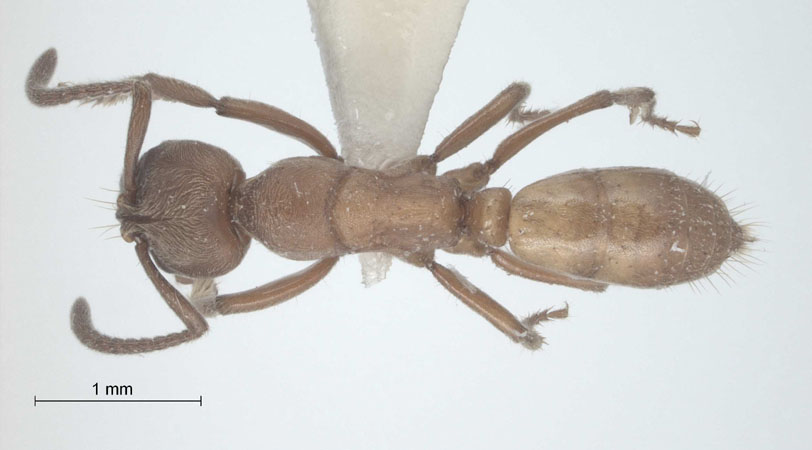Pachycondyla amblyops dorsal
