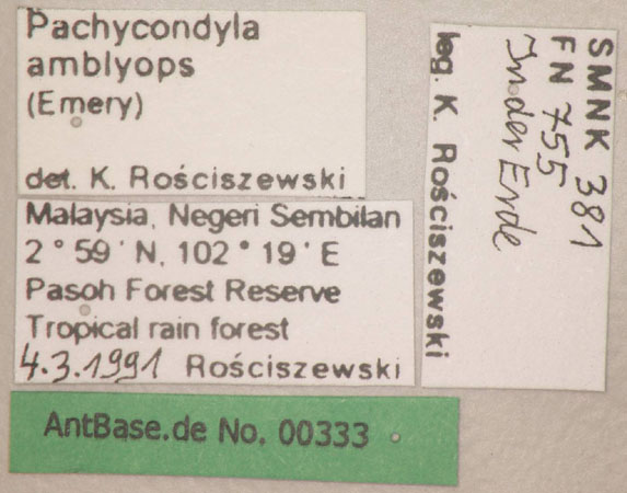 Pachycondyla amblyops label