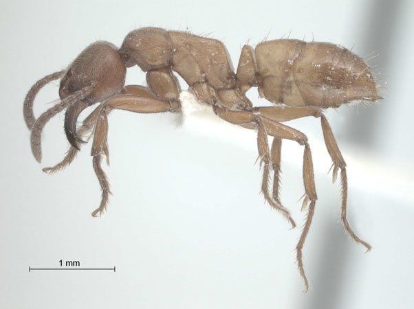 Pachycondyla amblyops lateral