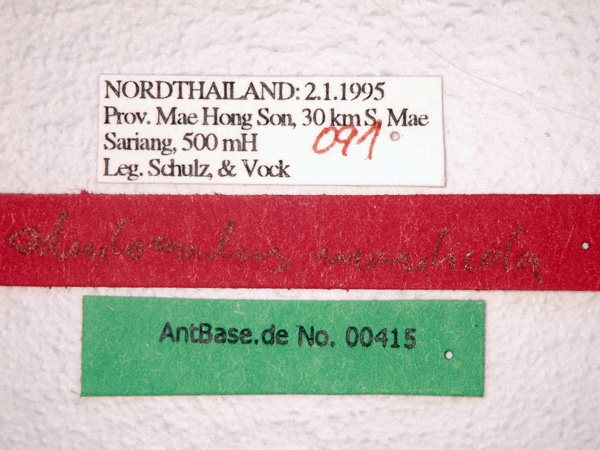 Odontomachus monticola label
