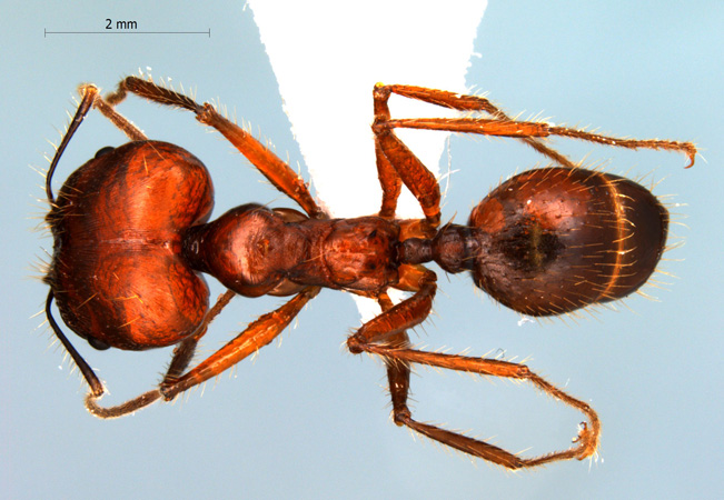 Pheidole longipes major dorsal