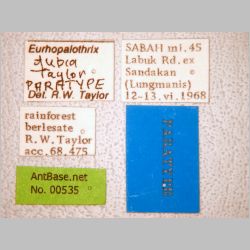 Eurhopalothrix dubia Taylor, 1990 label