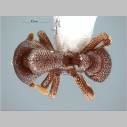 Eurhopalothrix platisquama Taylor, 1990 dorsal