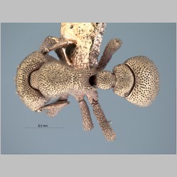 Eurhopalothrix seguensis Taylor, 1990 dorsal