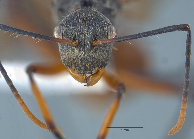 Polyrhachis bicolor gyne frontal