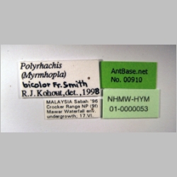 Polyrhachis artname Smith, 1858 label