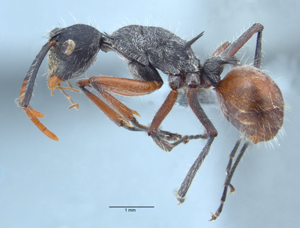 Polyrhachis artname lateral