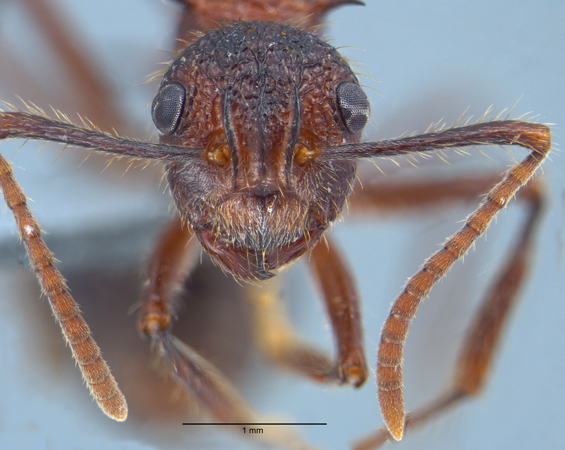 Polyrhachis rufipes frontal