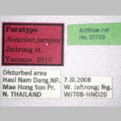 Aenictus jarujini Jaitrong & Yamane, 2010 label