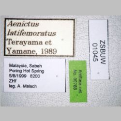Aenictus latifemoratus Terayama & Yamane, 1989 label