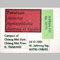 Aenictus leptotyphlatta Jaitrong & Eguchi label