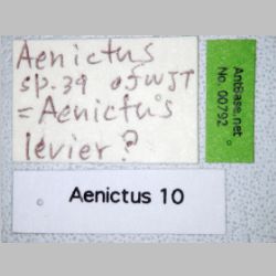 Aenictus levior Shattuck, 2008 label